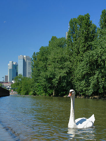 Fotos Main mit Schwan | Frankfurt am Main