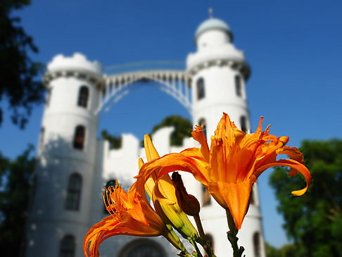 Foto Blumen auf der Pfaueninsel