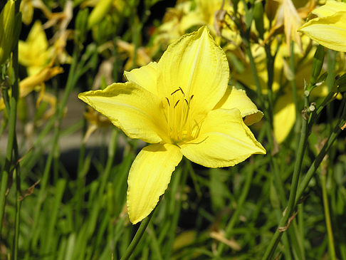 Fotos Planten un Blomen - Wiese am Parksee