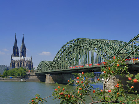 Fotos Strauch vor Hohenzollernbrücke | Köln