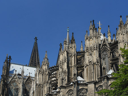 Foto Kölner Dom mit Baum - Köln